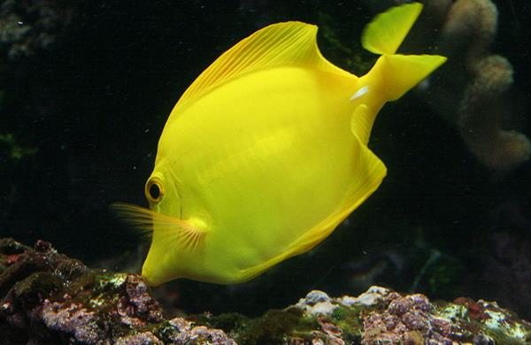 Brest Oceanopolis